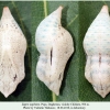 zegris eupheme pupa1